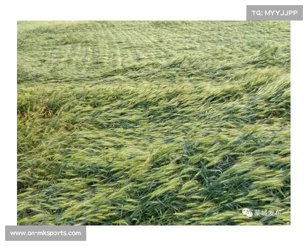 小麦幸运一击全程回顾:从失误打薄到弹回果岭推鸟收场 小麦幸运一击全程回顾:从失误打薄到弹回果岭推鸟收场